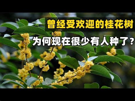 桂花風水